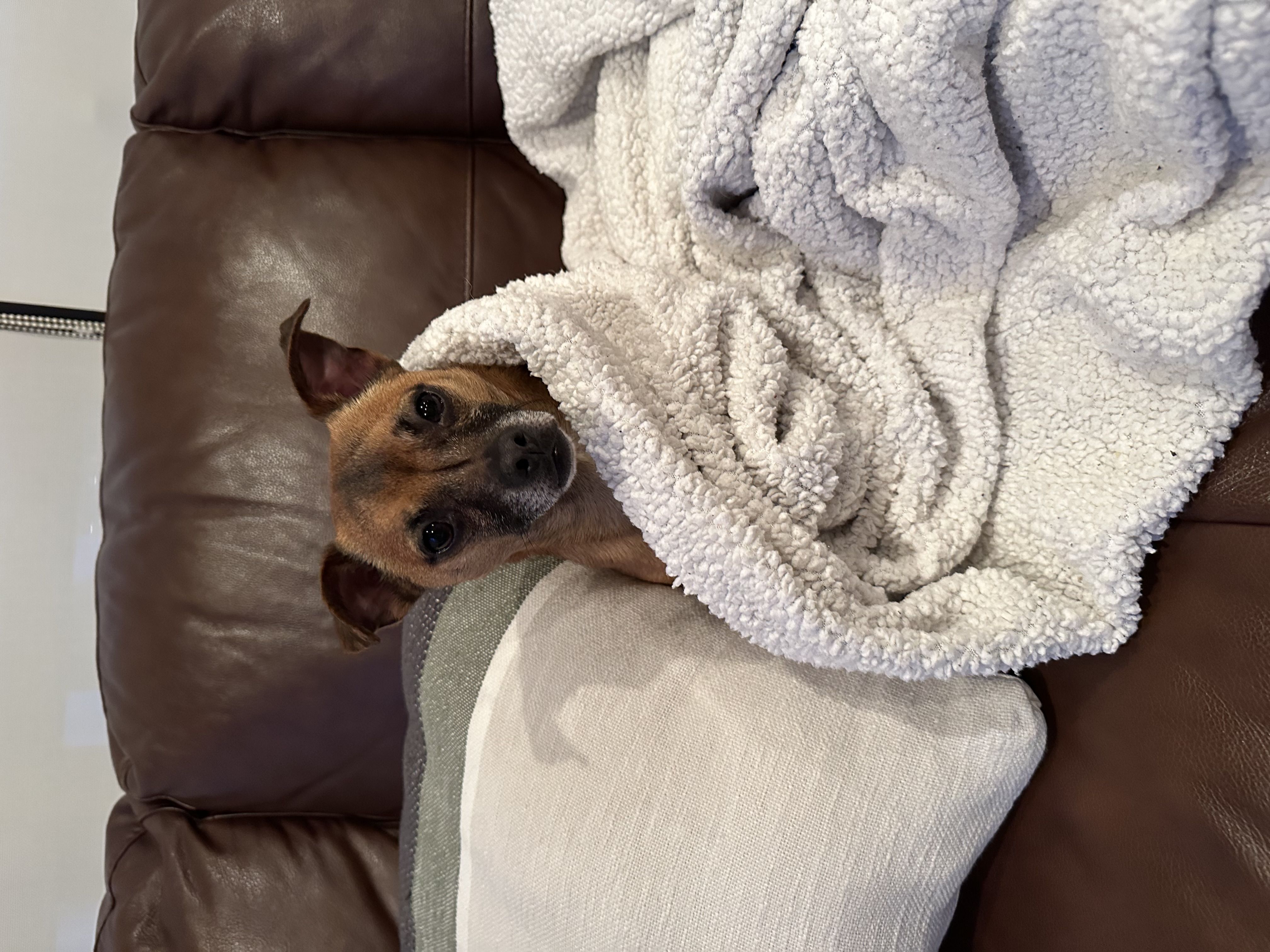 The very sweet and sleepy Bear